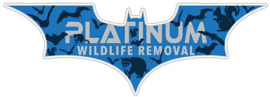 Holt Wildlife Removal
